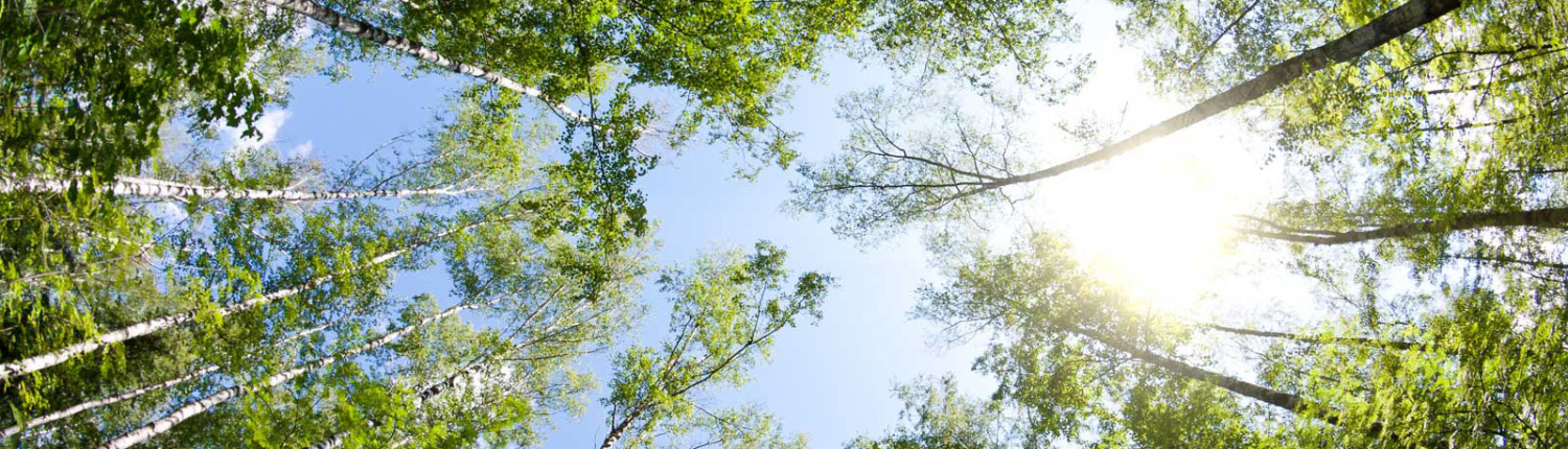 tittar upp genom träden mot den blå himlen