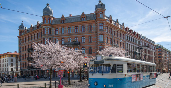 Tram passing blossoming cherry trees
